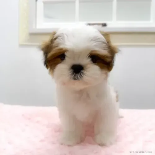 Baby de raça pura Shih Tzu/ Shitzu filhotinhos dóceis macho e fêmea com pedigree SP