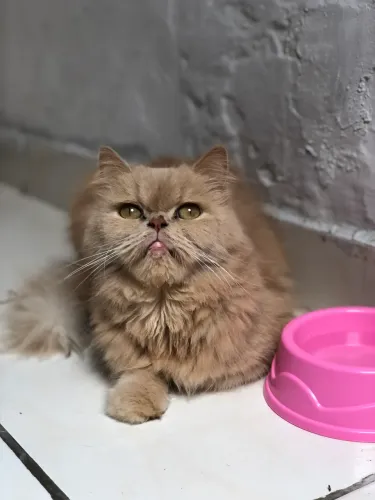 Procuro namorado Gato Persa