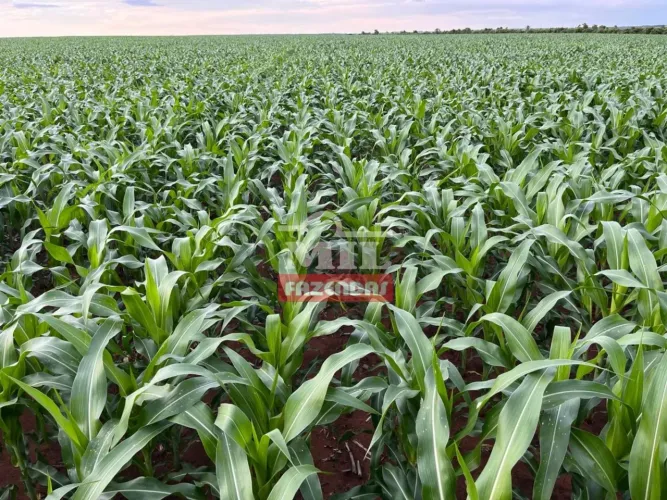 Fazenda em Tupirama-TO - 156 Alq. (755 Há)