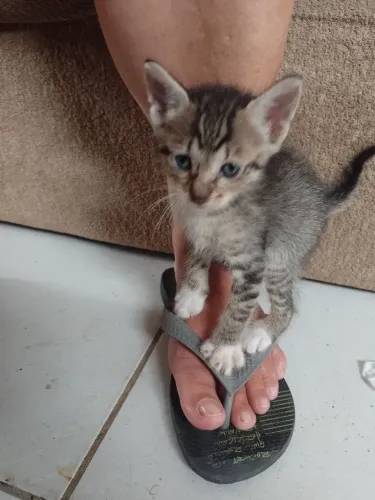 Lindos gatinhos