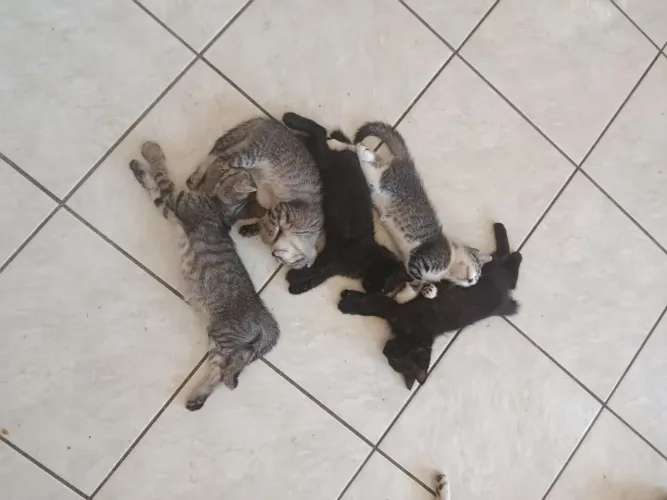 Gatinho fofinho pra adoção 