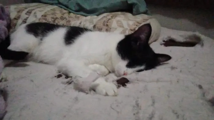 Doação de gata