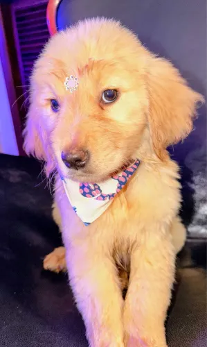 Maravilhosos Filhotes de Golden Retriever 