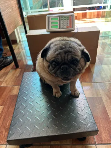 Promoção de 400 kilos balança veterinária e pet shop plataforma de 50x40 novas