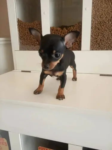 Pinscher Miniatura (00)