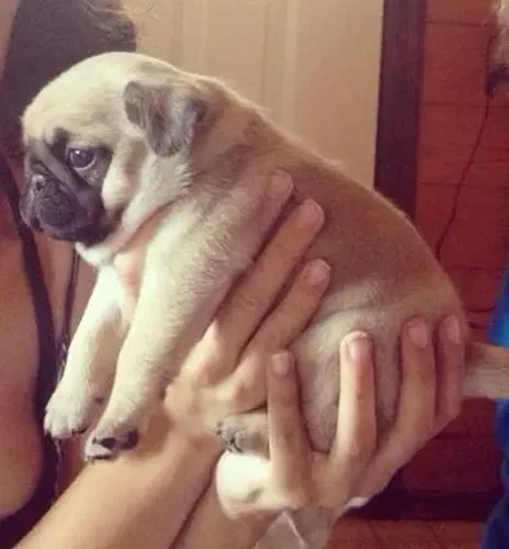 Pug Fêmea Filhote