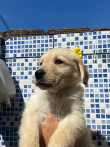 Filhote golden retriever fêmea