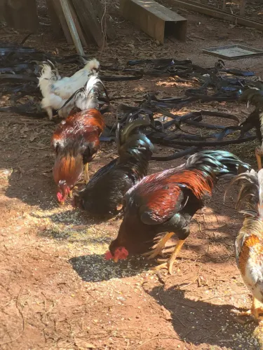 Galos e frangos