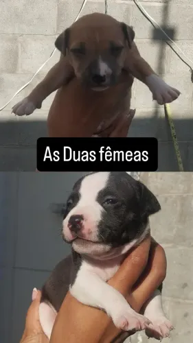 Filhotes