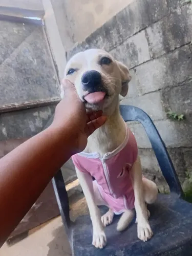 Estou doando minha cachorra