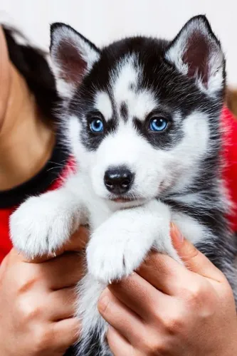 Husky siberiano O filhote que combina com qualquer família e lar