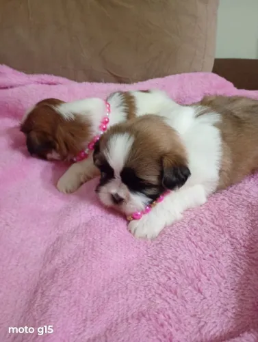Shih Tzu fêmea com pedigree em 10x no cartão