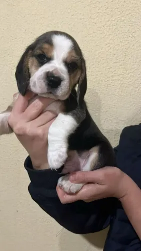 Filhote Beagle, Descubra o Que É Amor de Verdade!
