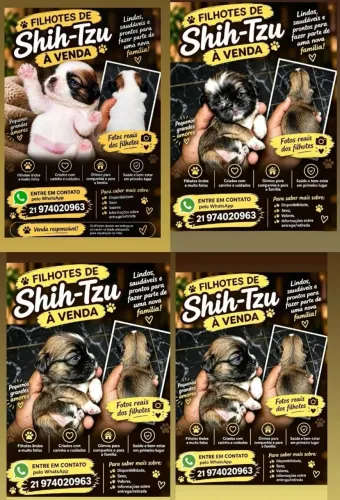 Shi tzu