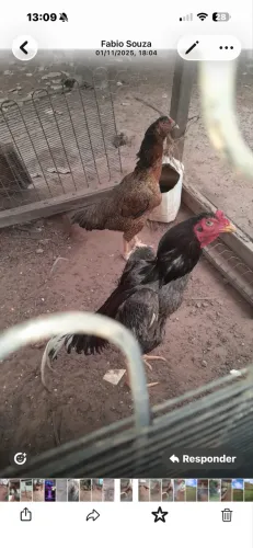 Vendo animais da raça Índio.