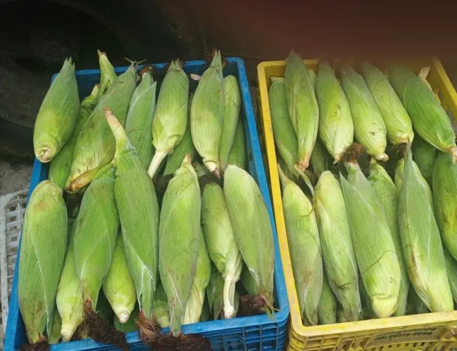 Milho Verde