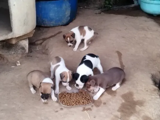 Fox filhotes com 35 dias