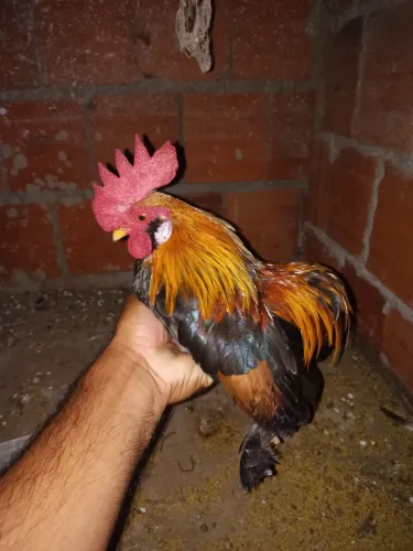 Mini galo soro
