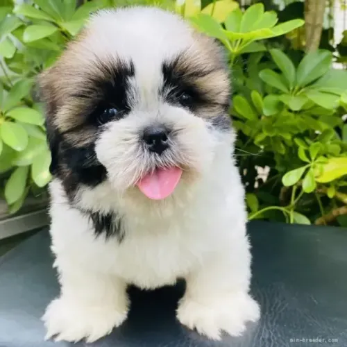 Filhotes Shih tzu/ shihtzu saudáveis e cheios de carinho