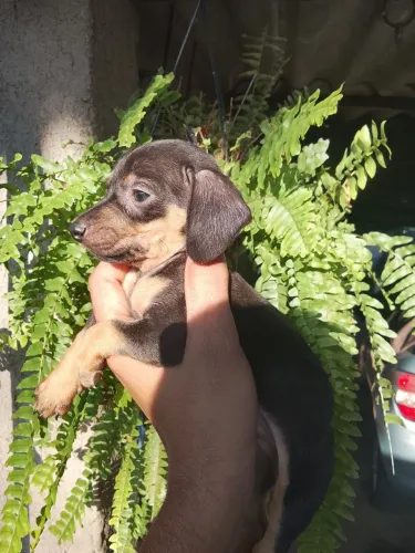 Dachshund Basset Cofap salsicha macho filhote