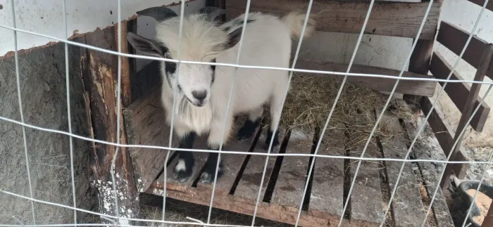 Mini cabrito