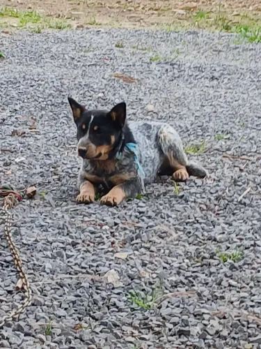 Australian cattle dog