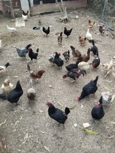 GALINHA 40,00 TAGUATINGA NORTE