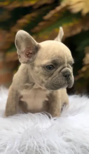 Filhote Bulldog Frances Exotico BigRope