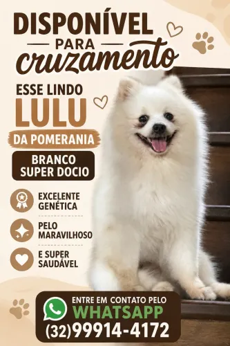 Spritz alemão macho ( Lulu da pomerania) procuro namorada