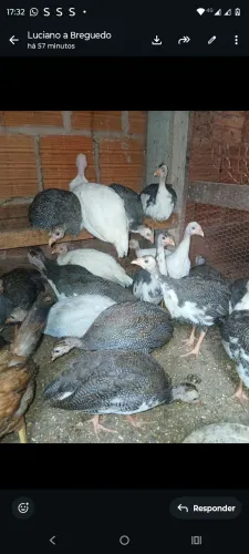 Vendo lote de Angolinhas
