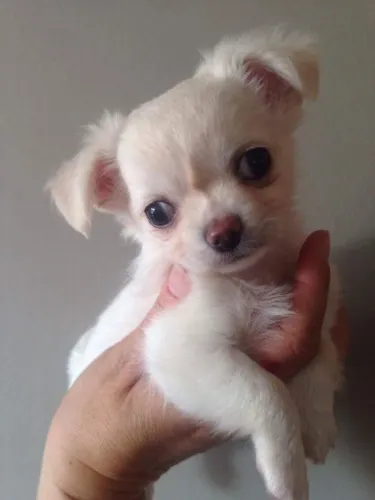 Chihuahua pequeno e elegante