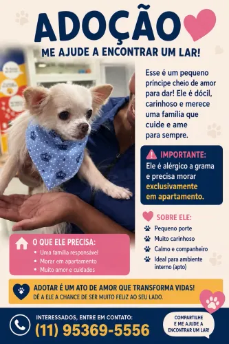 Chihuahua pelo longo