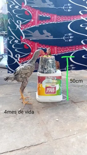 Raça índio gigante 