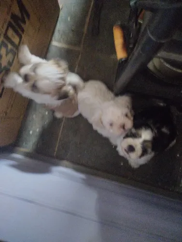 Shitzu vendo ou troco