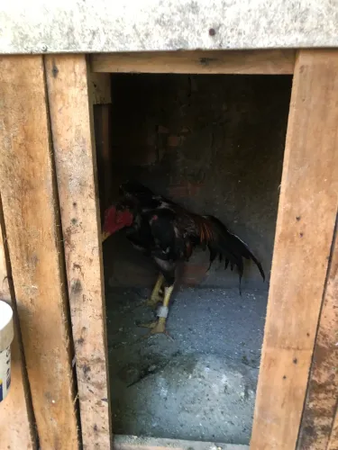 Galos de raça Moura