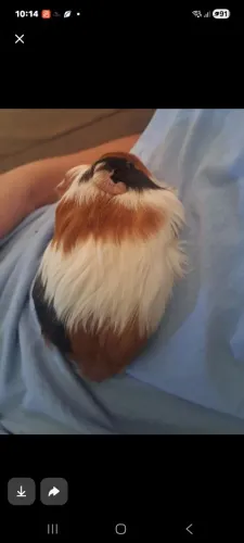 Porquinha da Índia 