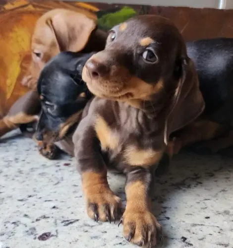 Teckel-Dachshund - Chocolate e Arlequim Disponíveis!!