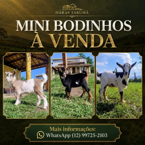 Mini Cabra