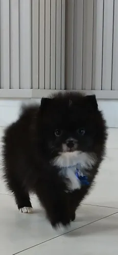 Vendo spitz com Pedigree (Lulu Pomerânia anão)