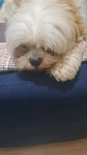 Doação de shitzu macho