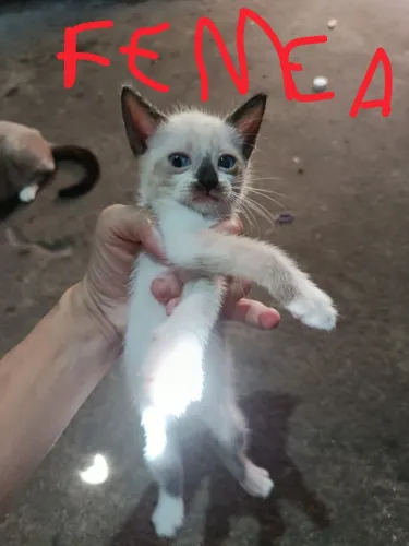 Doar 2 gatas e 1 gato
