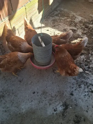 Frango pesadao caipira 