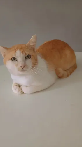 Gato Fubá para adoção