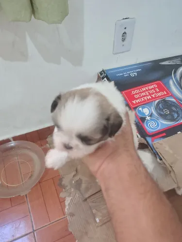 Filhotes de Shitzu macho e fêmea 800 reais.