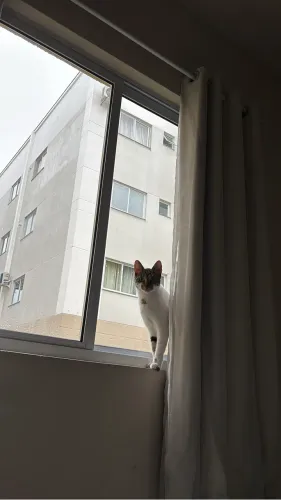 Doação Gata