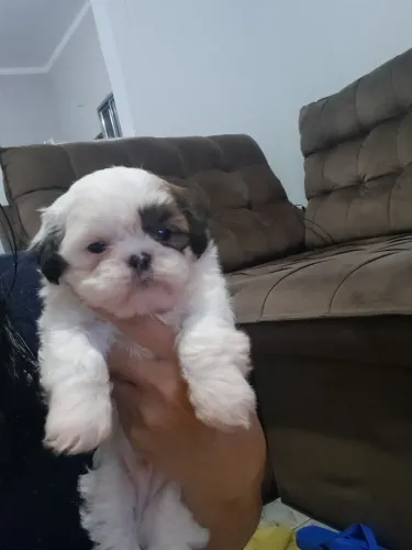 Filhotes de Shi Tzu