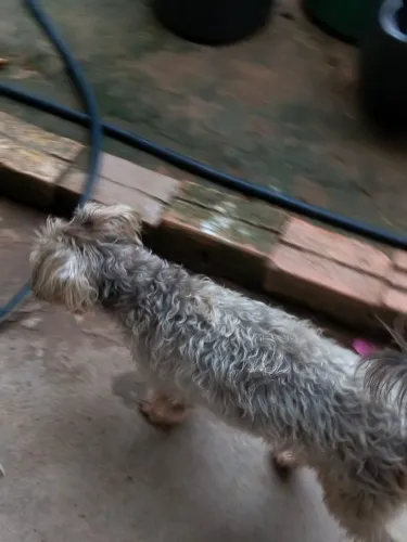 Doação responsável cachorro macho castrado *