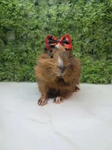Porquinho da india