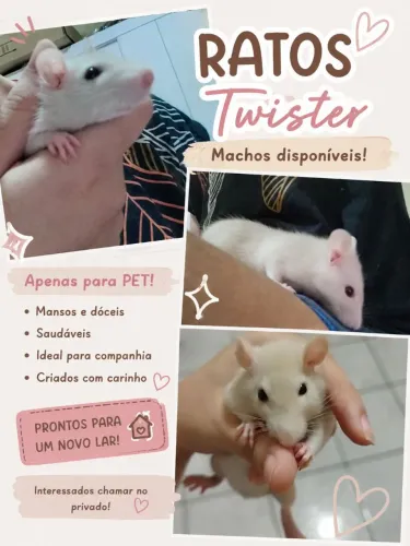 Rato Twister filhotes