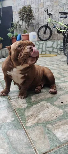 American Bully Fêmea Prenha à venda
